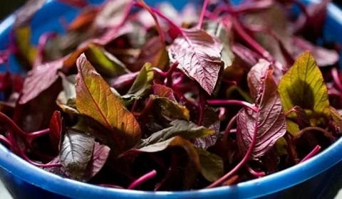 Loại rau bổ hơn thịt bò giá vài nghìn một bó, ăn vào sức khỏe càng thăng hạng