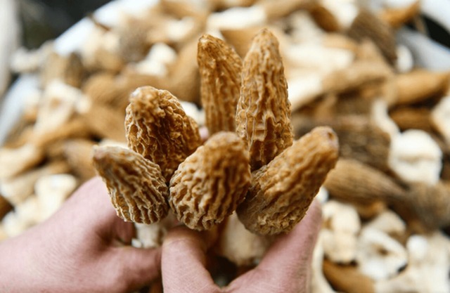 Loại nấm mọc hoang ở Việt Nam, ra nước ngoài bán tới 13 triệu đồng/kg