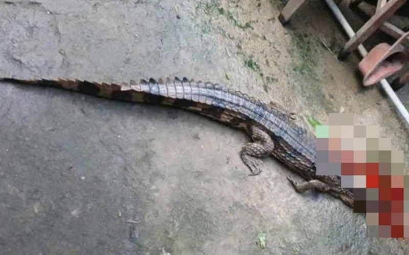 Bị phạt 315 triệu đồng vì để cá sấu xổng chuồng cắn người