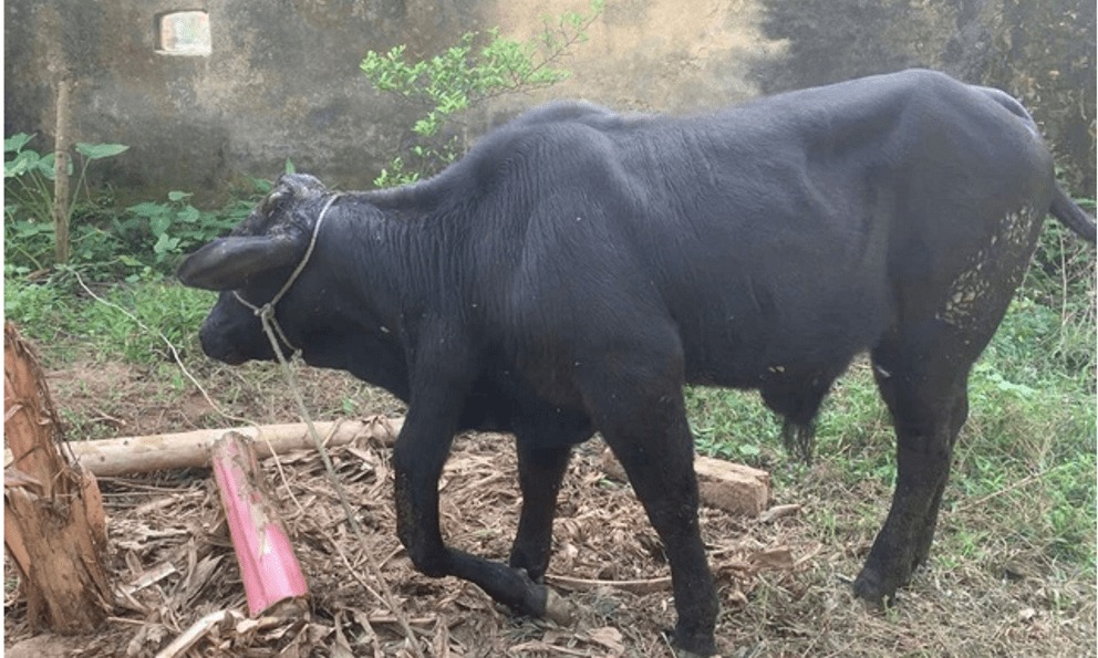 Một con bò ở Thanh Hoá được trả 900 triệu, nhưng chủ quyết không bán: Đặc điểm khác thường gây tò mò