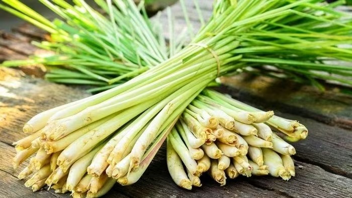 Vì sao cây sả được xem là thảo dược tự nhiên dễ tìm nhất?