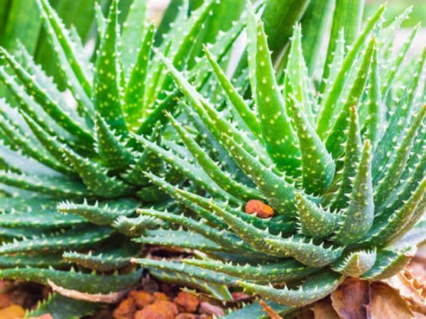 Giải mã lý do nha đam được tôn vinh là 'vàng lỏng' của phái đẹp