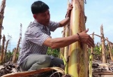 Ít ai ngờ thân cây bị vứt bỏ sau thu hoạch lại kiếm hơn nửa tỷ/tháng cho nông dân Đồng Nai
