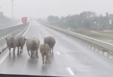 Đàn trâu chạy trên cao tốc Hàm Nghi - Vũng Áng