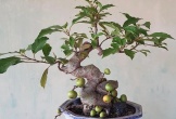 Cây dại bất ngờ thành bonsai tiền tỷ khiến dân chơi mê tít