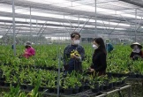 Hải Phòng đề xuất mỗi năm hỗ trợ 375 tỷ đồng cho phát triển nông nghiệp