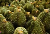 Sầu riêng gặp khó, Thủ tướng chỉ đạo 4 Bộ vào cuộc