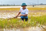 Hà Tĩnh: Hàng nghìn tấn lúa thiệt hại do lũ dâng