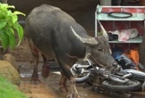 Hải Phòng: 