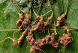 Sâm Lai Châu 300 triệu đồng/kg đặc biệt cỡ nào?