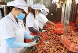 Hải Phòng ước thu khoảng 1.750 tỷ đồng từ vụ vải thiều năm 2025