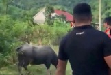 Đang đi chơi trên đường, bé gái 4 tuổi bị trâu húc tử vong