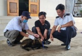 Thêm một trường hợp tử vong nghi do bệnh dại tại tỉnh Đắk Lắk