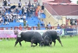 Hải Phòng: Sẽ có nhiều điểm mới trong Lễ hội Chọi trâu Đồ Sơn – VTV 2025