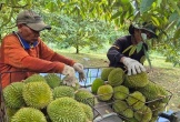 Sầu riêng tăng giá, xuất khẩu rau quả hồi phục