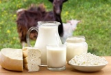 Uống sữa dê tốt đến đâu? Những lợi ích ít người biết