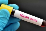 Bộ Y tế thông tin về dịch bệnh do virus Nipah và các biện pháp phòng chống