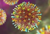 Chuyên gia nói gì về virus Nipah có thể xâm nhập nước ta?