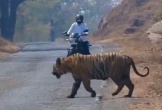 Người đàn ông đi xe máy chạm trán hổ dữ ở giữa đường và cái kết