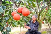 Bưởi đỏ 'tiến vua' vào vụ tết