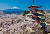 Nhật Bản hủy lễ hội hoa anh đào ngắm núi Phú Sĩ
