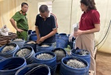 Phát hiện một cơ sở sản xuất giá đỗ sử dụng chất cấm ở Hải Phòng