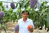 Giống xoài đắt đỏ bậc nhất thế giới 1,7 triệu/1 quả: Trồng thành công tại Việt Nam